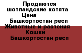 Продаются шотландские котята › Цена ­ 2 000 - Башкортостан респ. Животные и растения » Кошки   . Башкортостан респ.